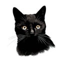 a black cat with yellow eyes looking at the camera with a sad look on its face, on a white backgroun Royalty Free Stock Photo