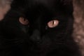 Black cat yellow eyes Royalty Free Stock Photo