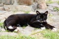 Black cat with yellow eyes lying on the ground surrounded by grass under the sunlight Royalty Free Stock Photo
