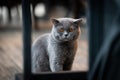 A black cat with yellow eyes in the morning Royalty Free Stock Photo