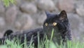 Black cat with yellow eyes outdoor. Black cat lies outside on the grass watching the surrounding. Selkirk rex.