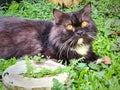 The black cat with yellow eyes playing on the yard Royalty Free Stock Photo