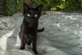 Black cat yellow eyes on the sandy beach Royalty Free Stock Photo