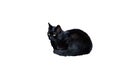 very black dark cat isolated, lying curled up, yellow glance