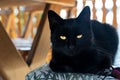 very black dark cat looking straight in the eyes, yellow glance