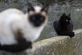 A black cat with yellow eyes and a Siamese cat with blue eyes