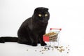 A black cat with yellow eyes sits with a shopping basket filled with cat food.