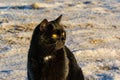 Black cat with yellow eyes sits on white snow in winter