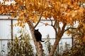 Black cat with yellow eyes on a tree with yellow leaves