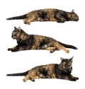 Black cat and yellow pattern sleeping isolated on white background Royalty Free Stock Photo