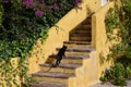 Black cat and yellow steps