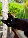 Black cat with a pleased physiognomy. Pets and mood