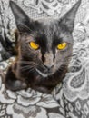 Black cat and your beatiful yellow eyes