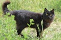 Black catblack cat, yellow eyes, long black hairy Royalty Free Stock Photo