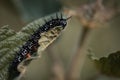 Black caterpilar on a green leaf, macro shot Royalty Free Stock Photo