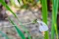 Black caterpillar on Beautiful white hibiscus flower Royalty Free Stock Photo