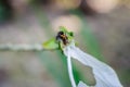 Black caterpillar on Beautiful white hibiscus flower Royalty Free Stock Photo