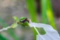 Black caterpillar on Beautiful white hibiscus flower Royalty Free Stock Photo