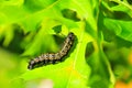 Caterpillar - Black with Yellow Stripes - Anisota Peigleri Royalty Free Stock Photo