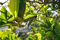 Black caterpillar with yellow stripes on a lemon tree