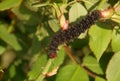 Black caterpillar eats green leaves. Royalty Free Stock Photo