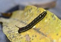 Black caterpillar on leaf