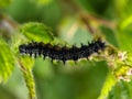 Black caterpillar macro