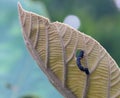 A black caterpillar munching the teak leaves Royalty Free Stock Photo