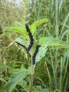 black caterpillar on nettle, Caterpillars of Aglais io, Caterpillars feeding on the nettle leaves Royalty Free Stock Photo