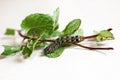 Black Caterpillar of Oriental Leafworm Moth