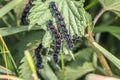 Black caterpillar of a peacock butterfly on a green leaf of stinging nettle in a garden in the wild, Germany.