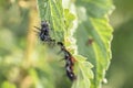 Black caterpillar of a peacock butterfly on a green leaf of stinging nettle in a garden in the wild, Germany. Royalty Free Stock Photo