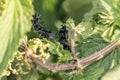 Black caterpillar of a peacock butterfly on a green leaf of stinging nettle in a garden in the wild, Germany.