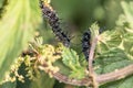 Black caterpillar of a peacock butterfly on a green leaf of stinging nettle in a garden in the wild, Germany.