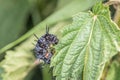 Black caterpillar of a peacock butterfly on a green leaf of stinging nettle in a garden in the wild, Germany.