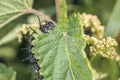 Black caterpillar of a peacock butterfly on a green leaf of stinging nettle in a garden in the wild, Germany. Royalty Free Stock Photo