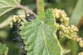 Black caterpillar of a peacock butterfly on a green leaf of stinging nettle in a garden in the wild, Germany.