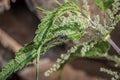 Black caterpillar of a peacock butterfly on a green leaf of stinging nettle in a garden in the wild, Germany.