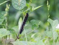 focus shot Caterpillar Gipsy Moth Caterpillar, eating tree trunk, blurred background