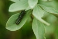 Black caterpillar with spines and orange eyes, insect feeding on green leaves in rainy weather Royalty Free Stock Photo