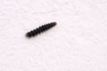 Caterpillar Royalty Free Stock Photo