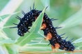 Black caterpillar on thistle at dusk