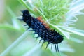 Black caterpillar under a leaf of thistle Royalty Free Stock Photo