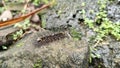 black caterpillar walking on a rock Royalty Free Stock Photo