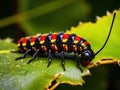 Black caterpillar with yellow spots and red head on leaf in