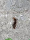 black caterpillars climb uneven walls