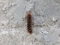 black caterpillars climb uneven walls insect wildlife animal outdoors