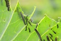 Nasty black caterpillars crawl on green cabbage leaves and eat them in the garden on the farm