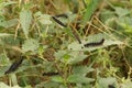 Black caterpillars of the Peacock butterfly, Aglais io, on nettle