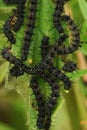 Black caterpillars of the Peacock butterfly, Aglais io, on nettle